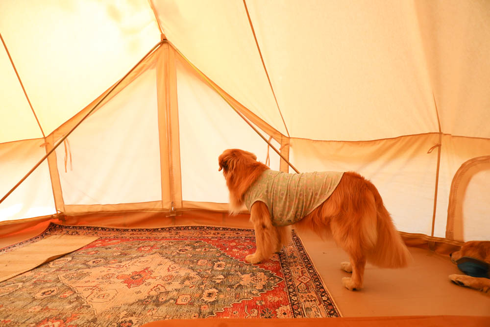 南投懶人豪華露營|入樹村露營區。一泊二食、寵物友善帳篷、免裝備露營、星空電影院、手作課程 - 第21張圖 南投懶人豪華露營|入樹村露營區。一泊二食、寵物友善帳篷、免裝備露營、星空電影院、手作課程