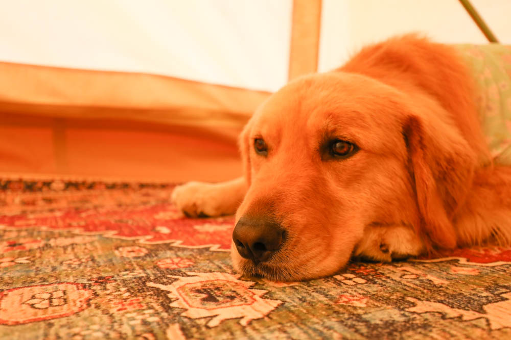 南投懶人豪華露營|入樹村露營區。一泊二食、寵物友善帳篷、免裝備露營、星空電影院、手作課程 - 第22張圖 南投懶人豪華露營|入樹村露營區。一泊二食、寵物友善帳篷、免裝備露營、星空電影院、手作課程