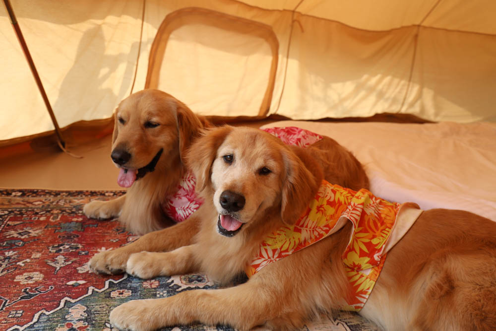 南投懶人豪華露營|入樹村露營區。一泊二食、寵物友善帳篷、免裝備露營、星空電影院、手作課程 - 第23張圖 南投懶人豪華露營|入樹村露營區。一泊二食、寵物友善帳篷、免裝備露營、星空電影院、手作課程