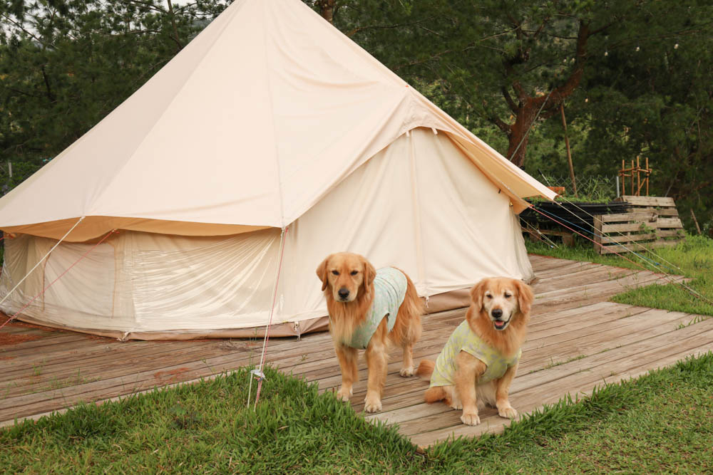南投懶人豪華露營|入樹村露營區。一泊二食、寵物友善帳篷、免裝備露營、星空電影院、手作課程 - 第19張圖 南投懶人豪華露營|入樹村露營區。一泊二食、寵物友善帳篷、免裝備露營、星空電影院、手作課程