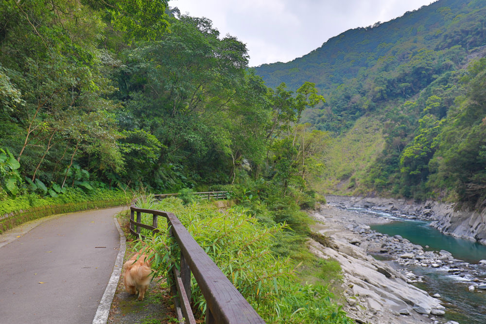 新北烏來景點｜內洞國家森林遊樂區。寵物友善景點、絕美峽谷秀麗瀑布森林浴！！