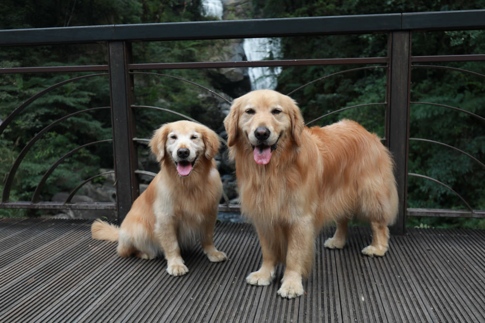新北烏來景點｜內洞國家森林遊樂區。寵物友善景點、絕美峽谷秀麗瀑布森林浴！！