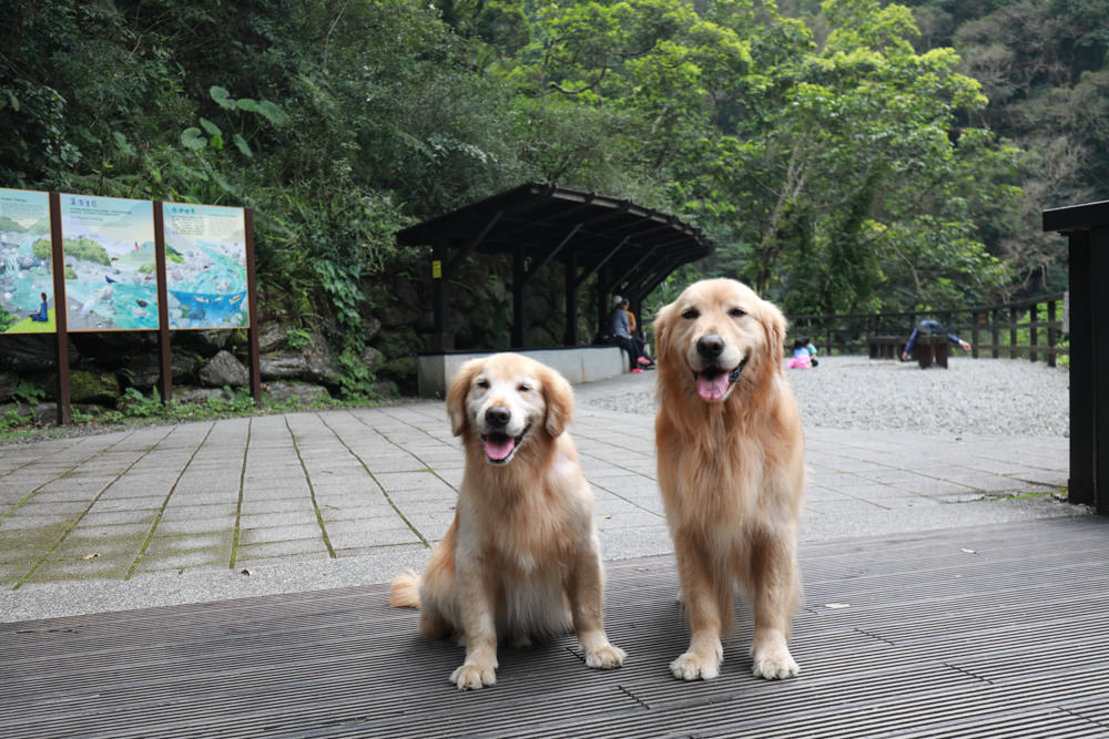 新北烏來景點｜內洞國家森林遊樂區。寵物友善景點、絕美峽谷秀麗瀑布森林浴！！