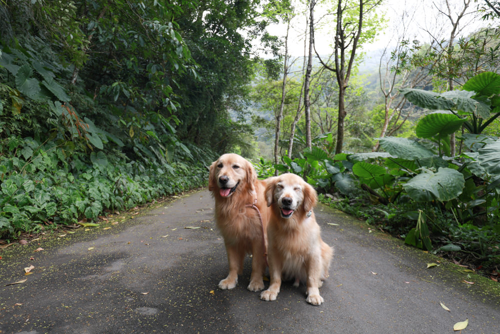 新北烏來景點｜內洞國家森林遊樂區。寵物友善景點、絕美峽谷秀麗瀑布森林浴！！