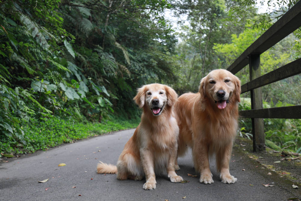 新北烏來景點｜內洞國家森林遊樂區。寵物友善景點、絕美峽谷秀麗瀑布森林浴！！