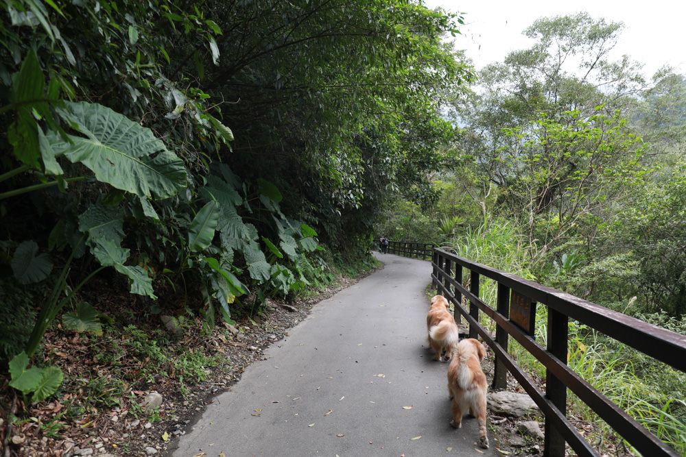新北烏來景點｜內洞國家森林遊樂區。寵物友善景點、絕美峽谷秀麗瀑布森林浴！！