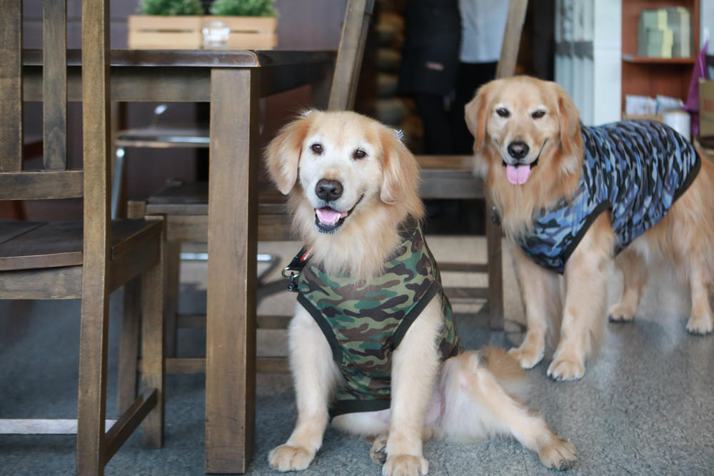 台北內湖美食｜肯達咖啡Kantata Coffee。寵物友善餐廳、早午餐、內湖科學園區、捷運西湖站咖啡廳