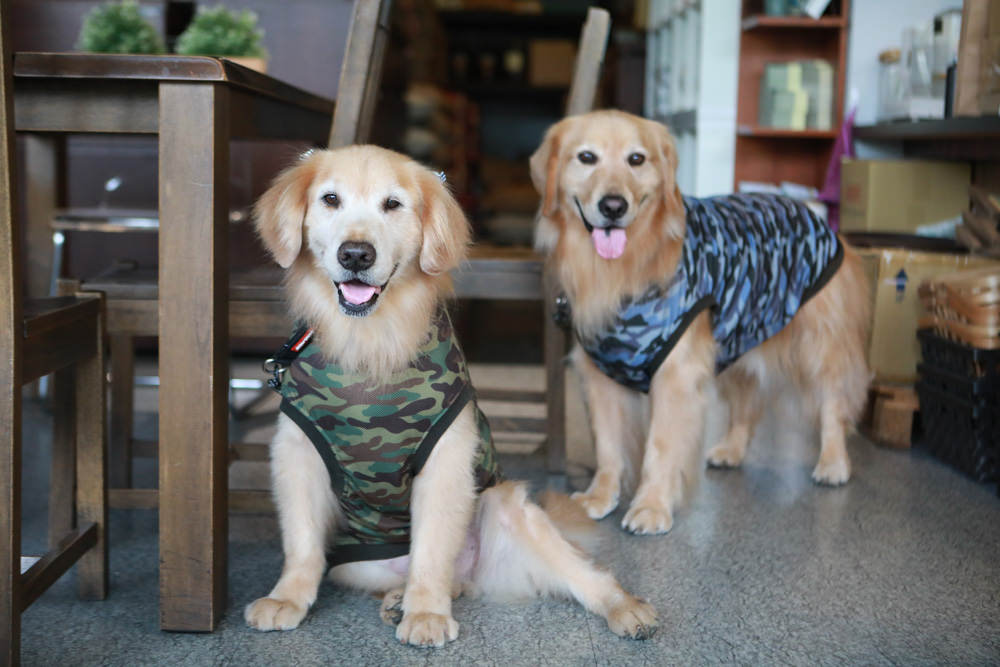 台北內湖美食｜肯達咖啡Kantata Coffee。寵物友善餐廳、早午餐、內湖科學園區、捷運西湖站咖啡廳