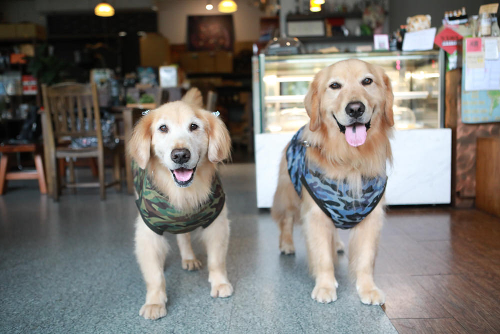 台北內湖美食｜肯達咖啡Kantata Coffee。寵物友善餐廳、早午餐、內湖科學園區、捷運西湖站咖啡廳