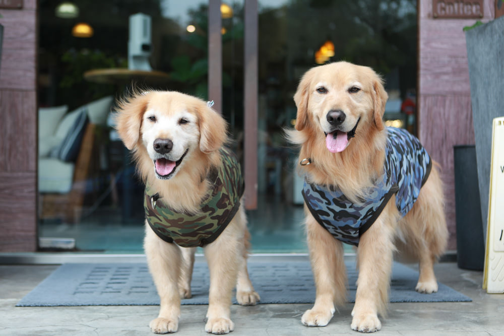 台北內湖美食｜肯達咖啡Kantata Coffee。寵物友善餐廳、早午餐、內湖科學園區、捷運西湖站咖啡廳