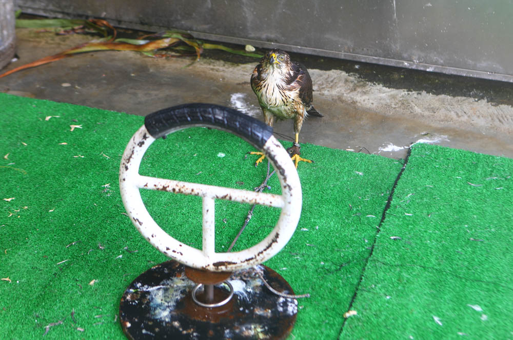 新北三芝淺水灣美食｜公雞咖啡Le coq 。北海岸無敵海景咖啡廳、寵物友善餐廳