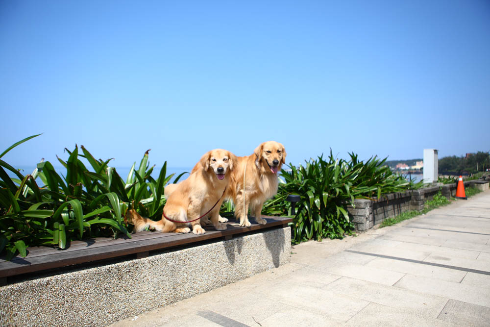 新北三芝淺水灣美食｜公雞咖啡Le coq 。北海岸無敵海景咖啡廳、寵物友善餐廳