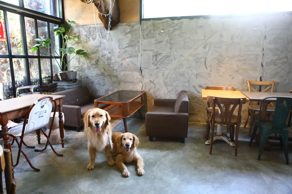 新北三芝淺水灣美食｜公雞咖啡Le coq 。北海岸無敵海景咖啡廳、寵物友善餐廳