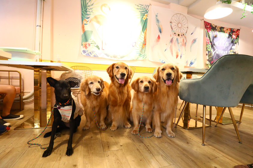 台北公館美食｜BFF Gossip Brunch 義式餐廳、網美咖啡廳、視覺系早午餐、寵物友善餐廳