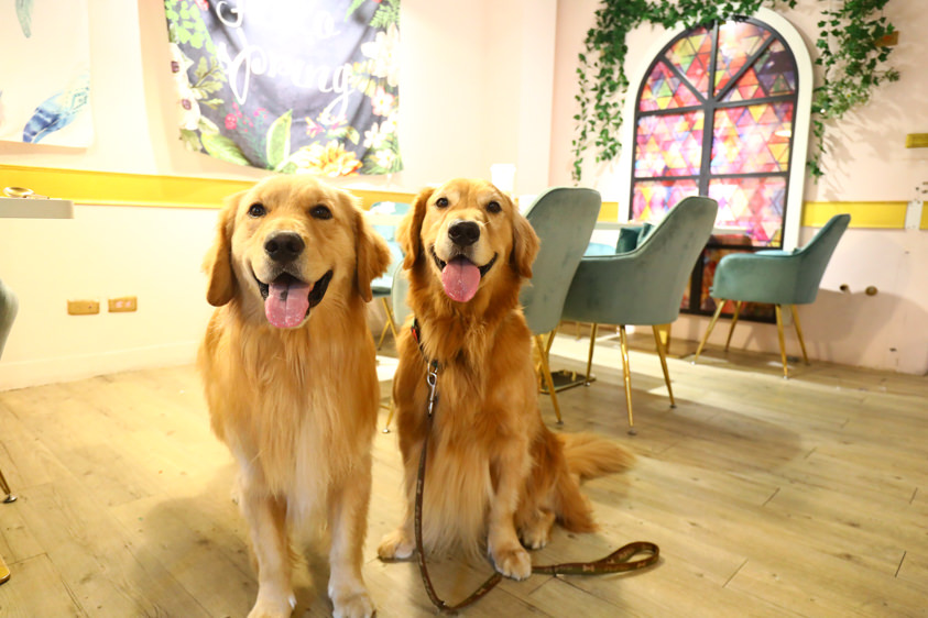 台北公館美食｜BFF Gossip Brunch 義式餐廳、網美咖啡廳、視覺系早午餐、寵物友善餐廳