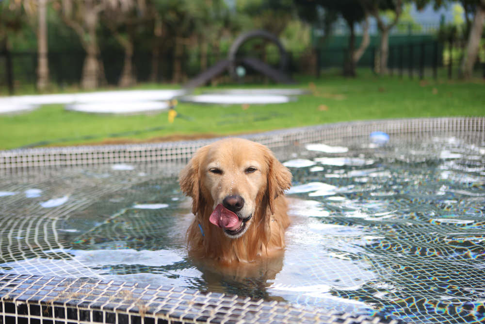 寵物保險推薦｜易安網旺旺友聯寵物險，寵物醫療高保障一年理賠12萬