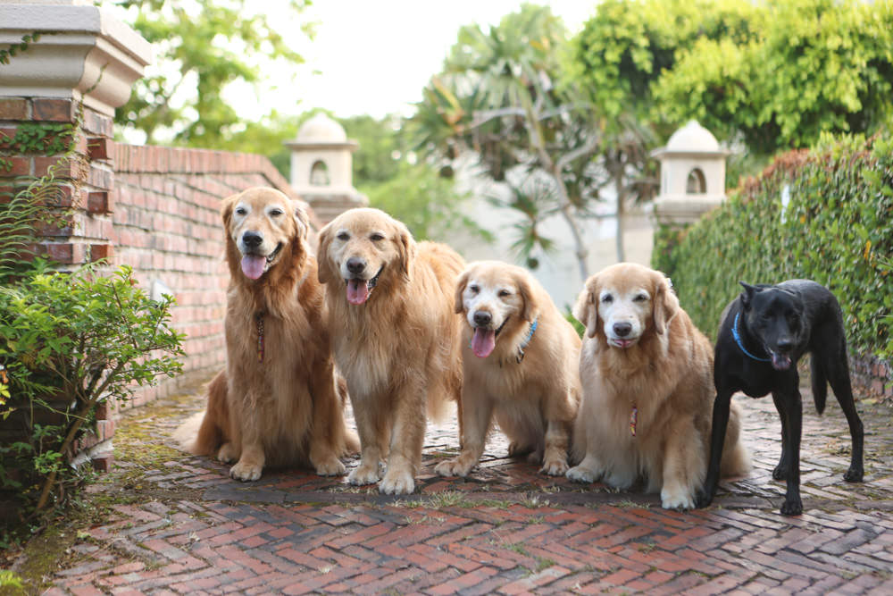 寵物保險推薦｜易安網旺旺友聯寵物險，寵物醫療高保障一年理賠12萬