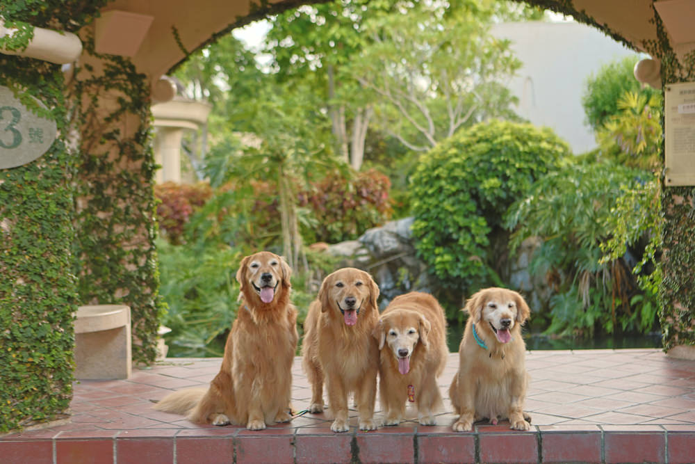寵物保險推薦｜易安網旺旺友聯寵物險，寵物醫療高保障一年理賠12萬