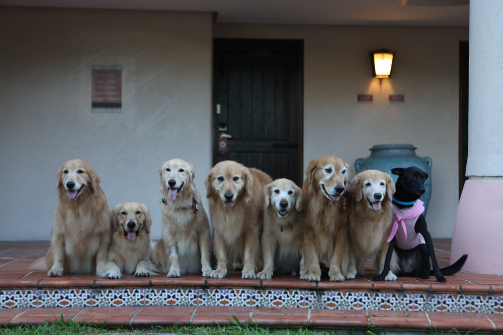 寵物保險推薦｜易安網旺旺友聯寵物險，寵物醫療高保障一年理賠12萬
