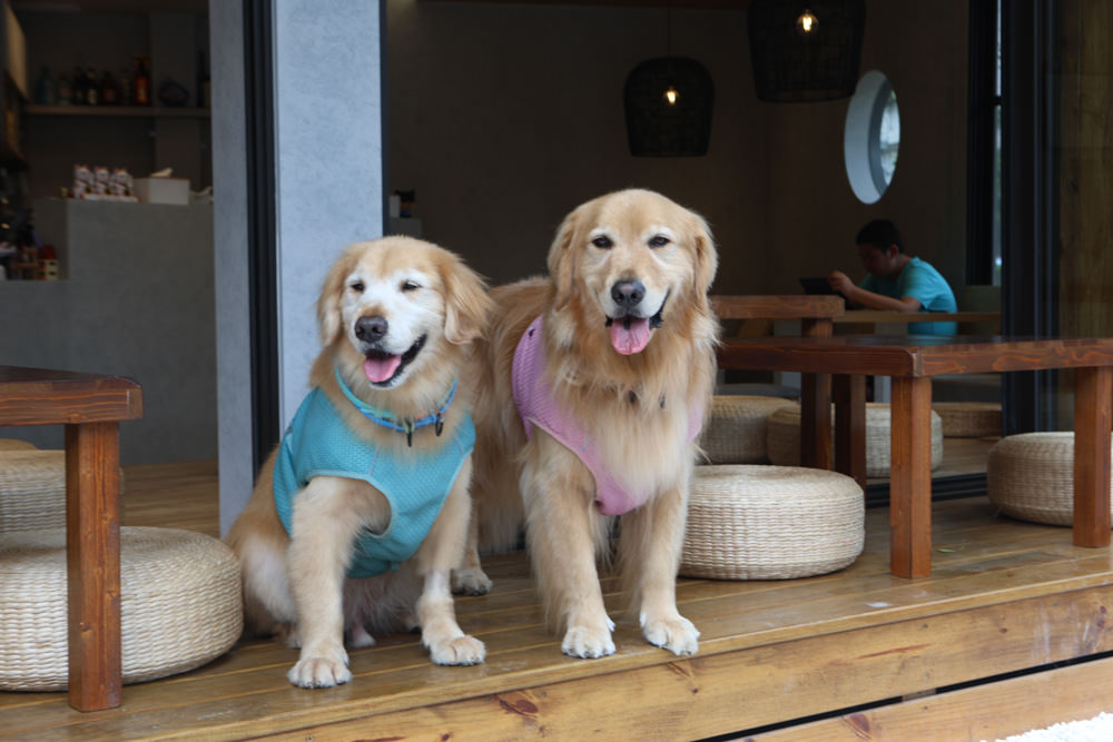 花蓮美食｜冉冉 Yukkuri。串揚天婦羅炸串、烏龍麵燒餃子、日式刨冰、花蓮宵夜、居酒屋、寵物友善餐廳