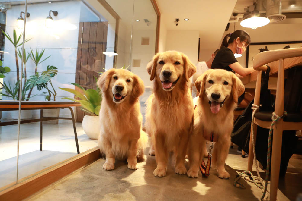 台北松山美食|德相美式加州壽司NCIS Sushi。寵物友善餐廳、驚豔好吃的美式壽司卷 - 第6張圖 台北松山美食|德相美式加州壽司NCIS Sushi。寵物友善餐廳、驚豔好吃的美式壽司卷