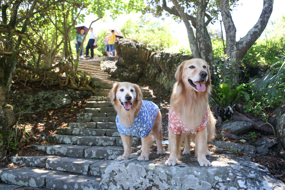 宜蘭頭城景點｜北關海潮公園。一線天秘境、絕美天然礁岩海岸步道、寵物友善景點、免門票、頭城看海秘境