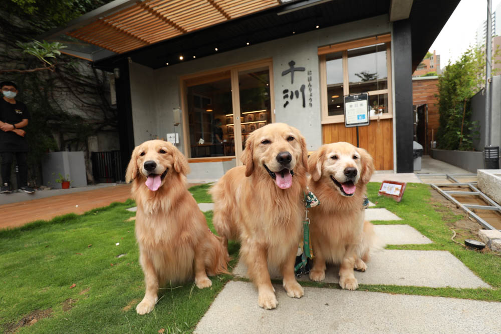 台中美食｜千汌日本料理 にほんりょうり。台中寵物友善餐廳、豪華免費寵物握壽司鮮食餐、包廂設計、寵物友善日料！！