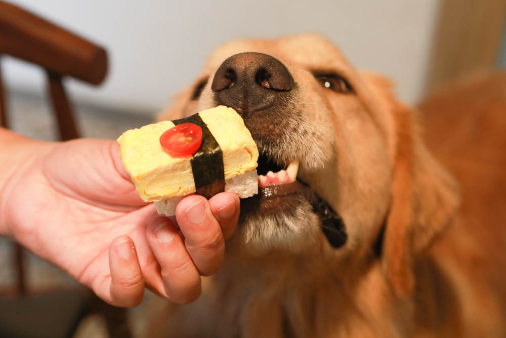 台中美食｜千汌日本料理 にほんりょうり。台中寵物友善餐廳、豪華免費寵物握壽司鮮食餐、包廂設計、寵物友善日料！！