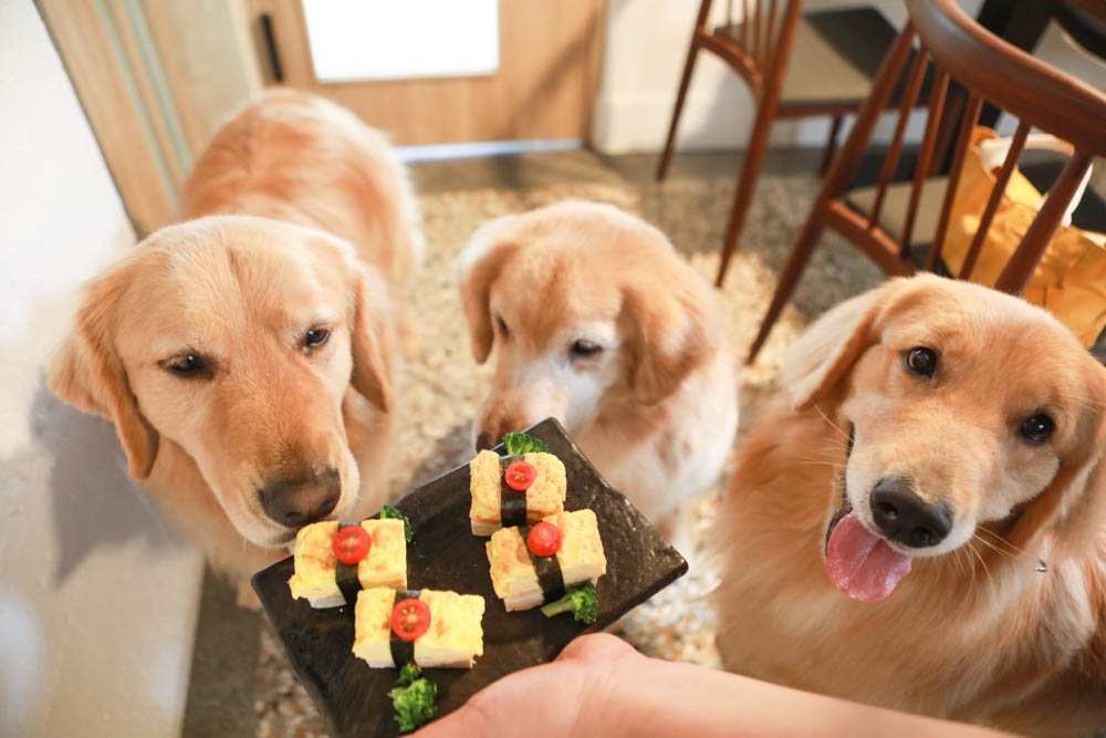 台中美食｜千汌日本料理 にほんりょうり。台中寵物友善餐廳、豪華免費寵物握壽司鮮食餐、包廂設計、寵物友善日料！！
