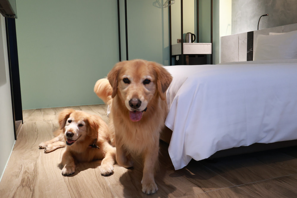 新北石門、北海岸海景住宿推薦｜半島海悅渡假會館：每一間都能帶毛孩入住，超美落地窗海景房必住！寵物友善民宿、北海岸寵物友善住宿