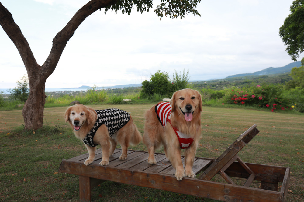台東東河南八里民宿。寵物友善民宿、坐擁絕美太平洋海景、倚靠都蘭山、綠意盎然大草原！