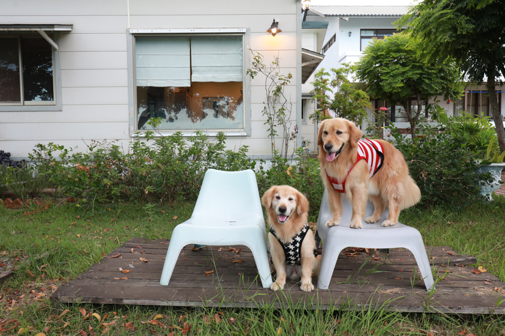 台東東河南八里民宿。寵物友善民宿、坐擁絕美太平洋海景、倚靠都蘭山、綠意盎然大草原！
