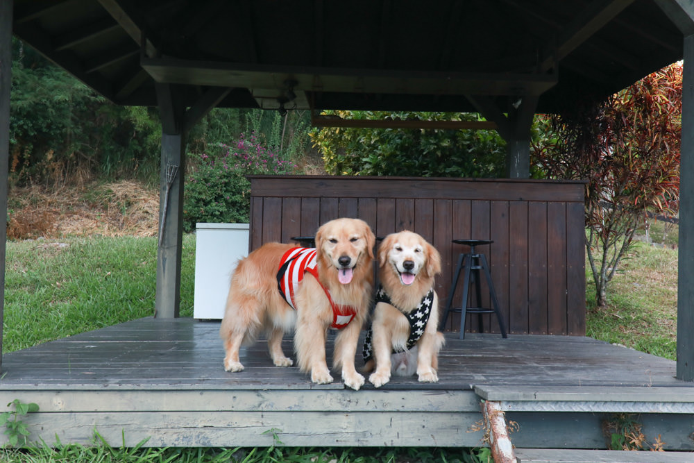 台東東河南八里民宿。寵物友善民宿、坐擁絕美太平洋海景、倚靠都蘭山、綠意盎然大草原！