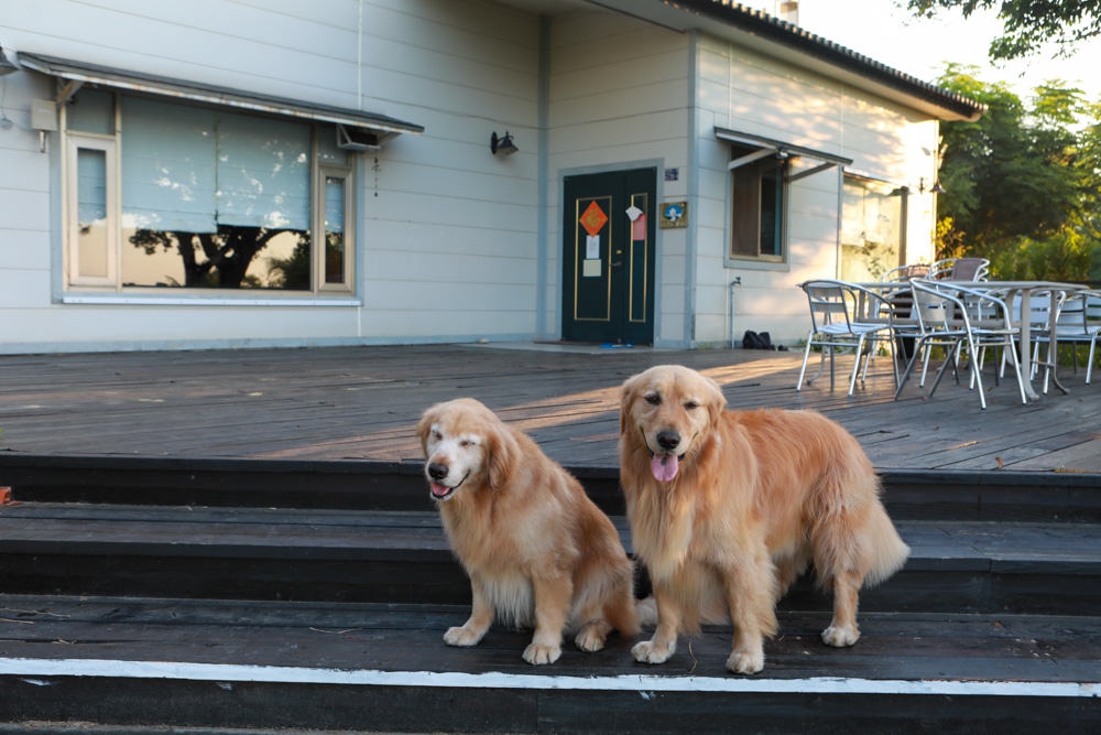 台東東河南八里民宿。寵物友善民宿、坐擁絕美太平洋海景、倚靠都蘭山、綠意盎然大草原！