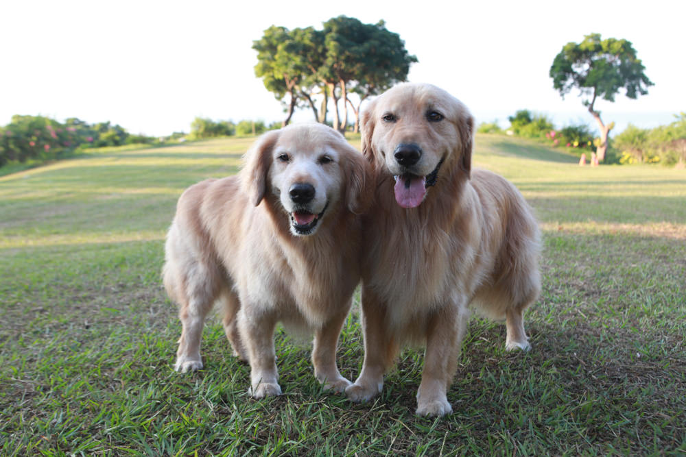 台東東河南八里民宿。寵物友善民宿、坐擁絕美太平洋海景、倚靠都蘭山、綠意盎然大草原！