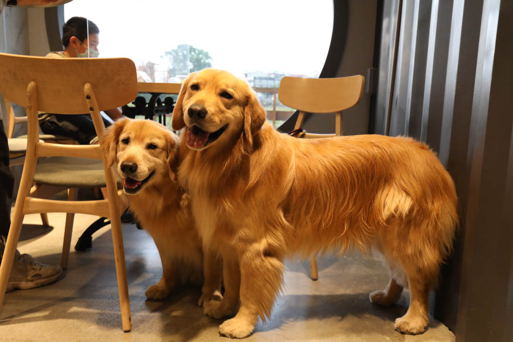 南投埔里美食｜肆盒院。繽紛貨櫃屋網美餐廳、精緻早午餐、寵物友善餐廳、舒肥料理、特色美食