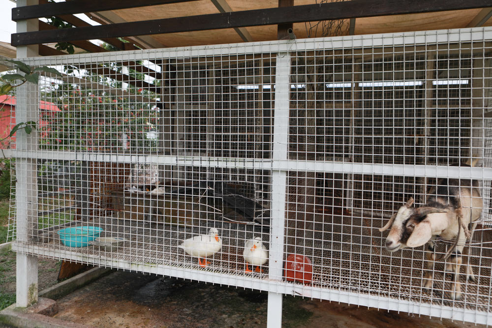 屏東南州｜南邊61-6咖啡。寵物友善餐廳、綠意盎然大草皮、屏東咖啡廳、店狗標準型貴賓犬