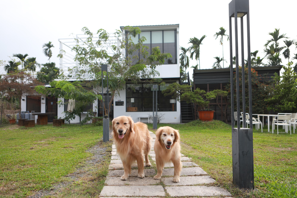 屏東南州｜南邊61-6咖啡。寵物友善餐廳、綠意盎然大草皮、屏東咖啡廳、店狗標準型貴賓犬