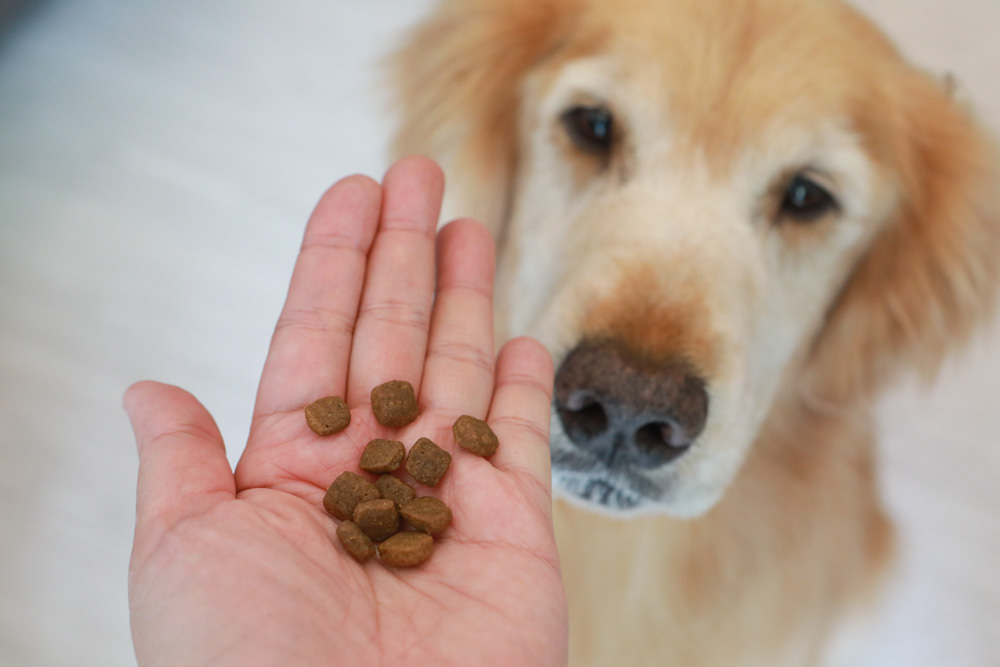 WDJ 寵物飼料推薦｜Earthborn原野優越犬糧。無穀低敏狗飼料開箱、低敏配方寵物飼料、高適口性寵物無穀飼料、挑嘴狗推薦、王品寵物評價