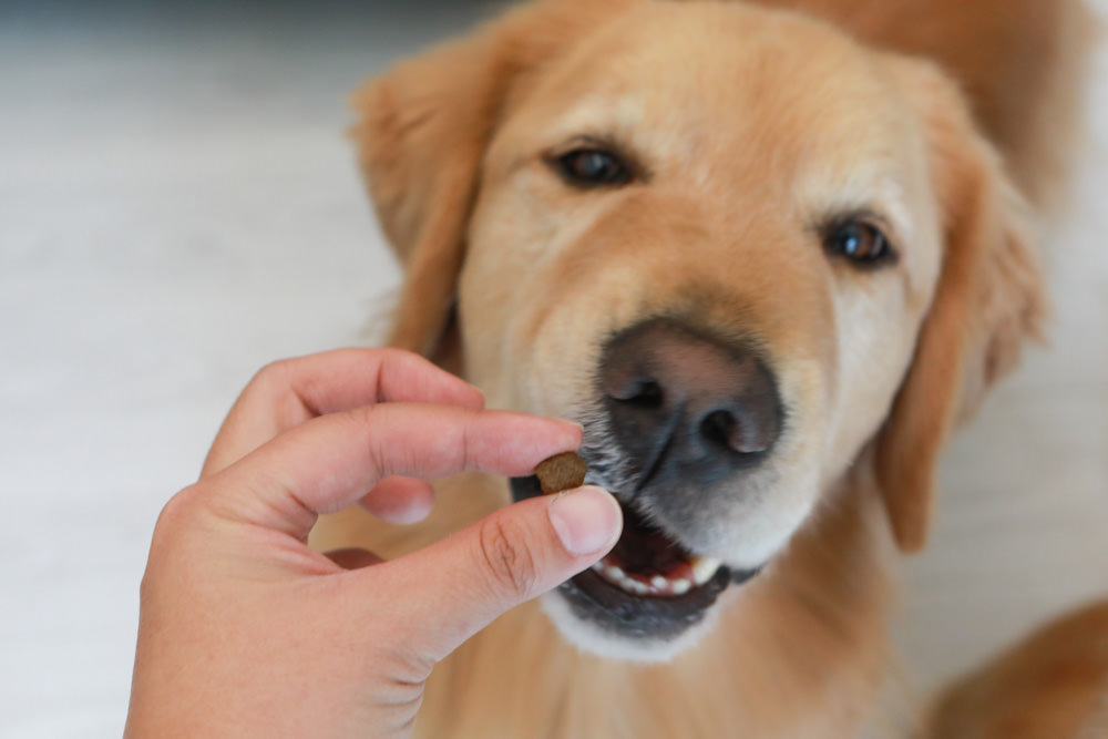 WDJ 寵物飼料推薦｜Earthborn原野優越犬糧。無穀低敏狗飼料開箱、低敏配方寵物飼料、高適口性寵物無穀飼料、挑嘴狗推薦、王品寵物評價