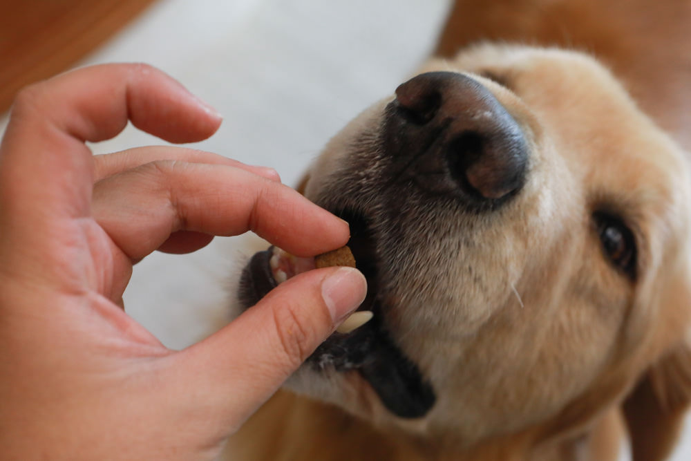 WDJ 寵物飼料推薦｜Earthborn原野優越犬糧。無穀低敏狗飼料開箱、低敏配方寵物飼料、高適口性寵物無穀飼料、挑嘴狗推薦、王品寵物評價