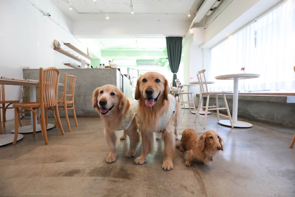 台北信義區美食｜叁食咖啡廳。國父紀念館寵物友善餐廳、韓系小清新網美咖啡廳、餐點美味多元化