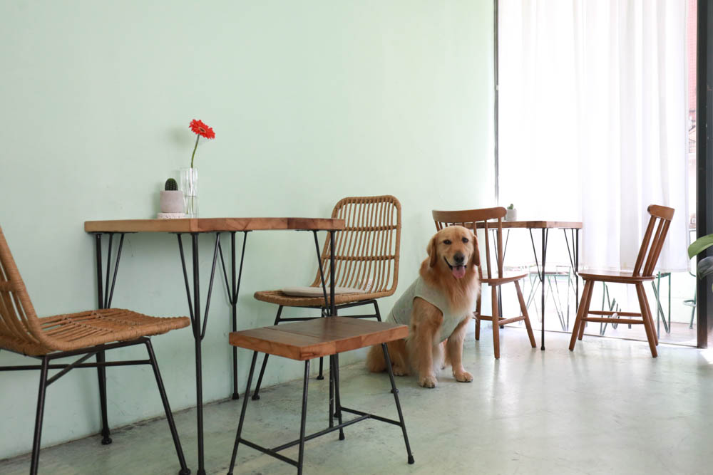 台北信義區美食｜叁食咖啡廳。國父紀念館寵物友善餐廳、韓系小清新網美咖啡廳、餐點美味多元化