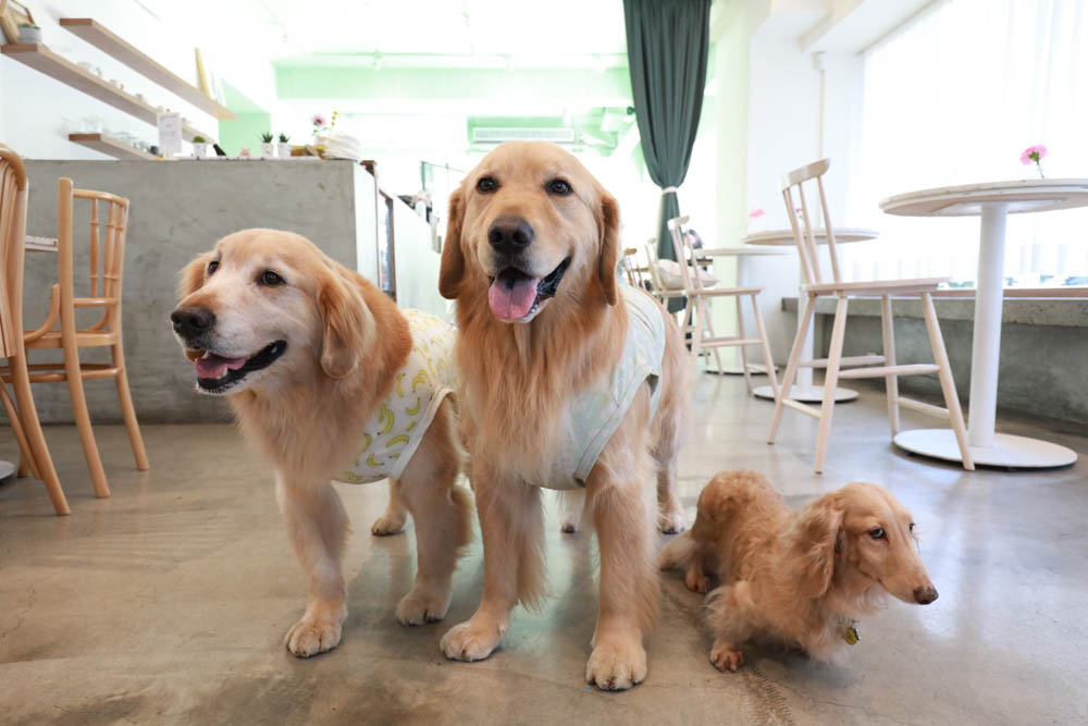 台北信義區美食｜叁食咖啡廳。國父紀念館寵物友善餐廳、韓系小清新網美咖啡廳、餐點美味多元化