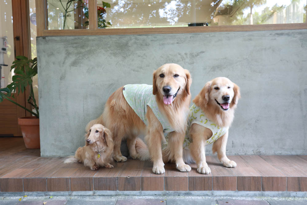 台北信義區美食｜叁食咖啡廳。國父紀念館寵物友善餐廳、韓系小清新網美咖啡廳、餐點美味多元化