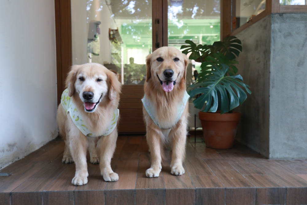 台北信義區美食｜叁食咖啡廳。國父紀念館寵物友善餐廳、韓系小清新網美咖啡廳、餐點美味多元化
