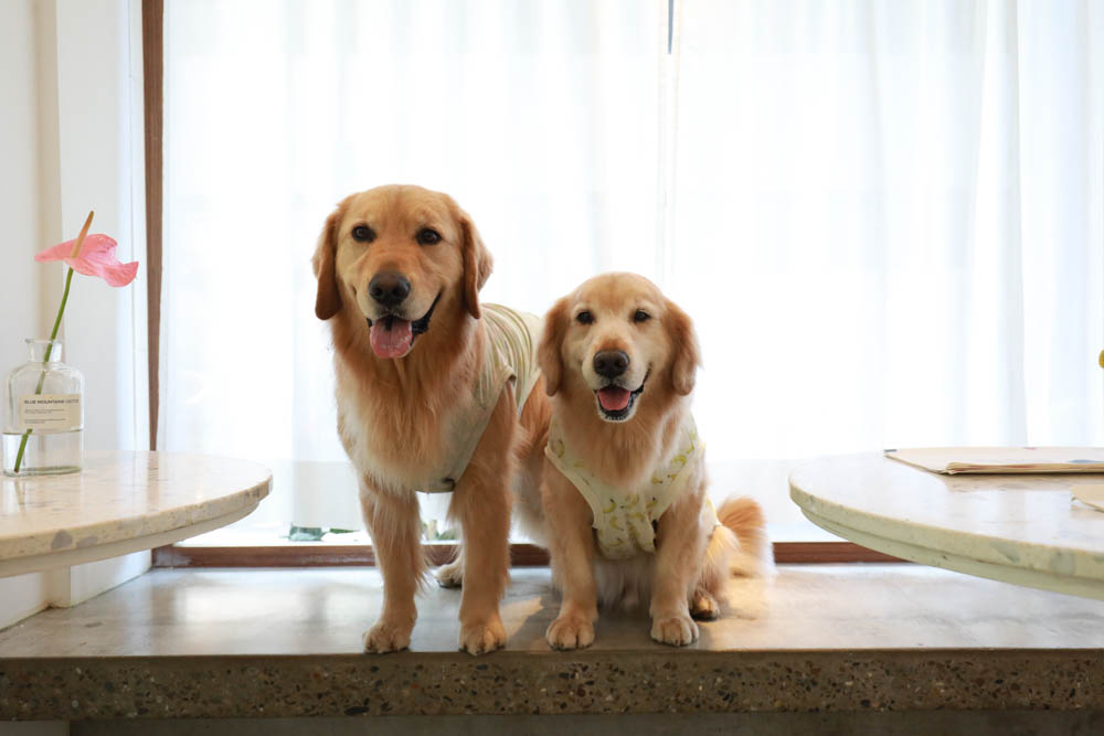 台北信義區美食｜叁食咖啡廳。國父紀念館寵物友善餐廳、韓系小清新網美咖啡廳、餐點美味多元化