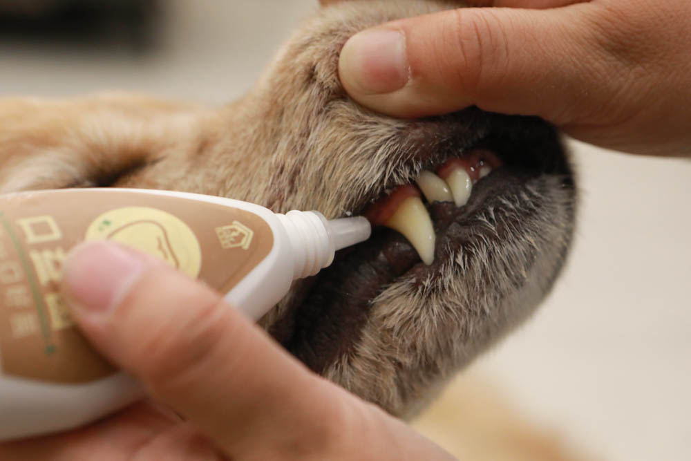 寵樂芙口益菌|寵物漢方草本牙粉。寵物專用粉末型口腔噴劑、口腔護理保健、幫助控制牙垢 - 第9張圖 寵樂芙口益菌|寵物漢方草本牙粉。寵物專用粉末型口腔噴劑、口腔護理保健、幫助控制牙垢