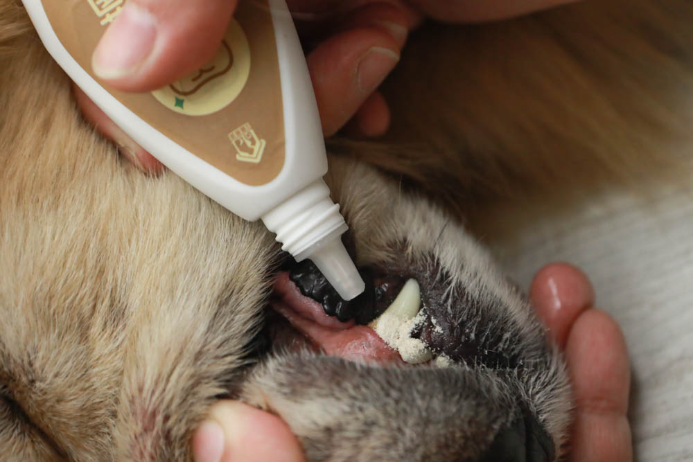 寵樂芙口益菌|寵物漢方草本牙粉。寵物專用粉末型口腔噴劑、口腔護理保健、幫助控制牙垢 - 第14張圖 寵樂芙口益菌|寵物漢方草本牙粉。寵物專用粉末型口腔噴劑、口腔護理保健、幫助控制牙垢