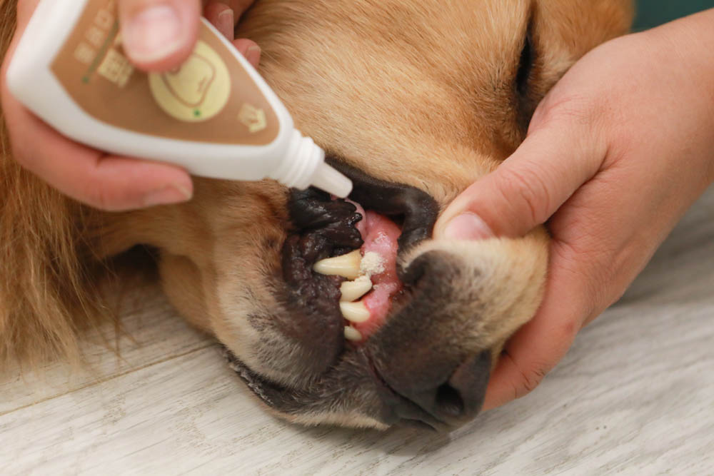 寵樂芙口益菌|寵物漢方草本牙粉。寵物專用粉末型口腔噴劑、口腔護理保健、幫助控制牙垢 - 第7張圖 寵樂芙口益菌|寵物漢方草本牙粉。寵物專用粉末型口腔噴劑、口腔護理保健、幫助控制牙垢